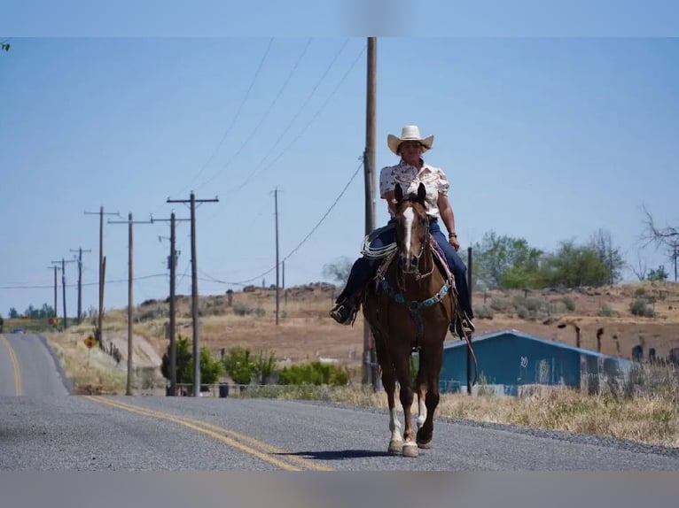 Caballo cuarto de milla Caballo castrado 12 años Alazán-tostado in Wendell