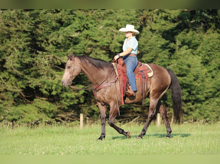 Caballo cuarto de milla Caballo castrado 12 años Buckskin/Bayo in Clarion