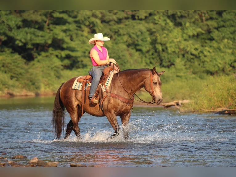 Caballo cuarto de milla Caballo castrado 12 años Buckskin/Bayo in Clarion