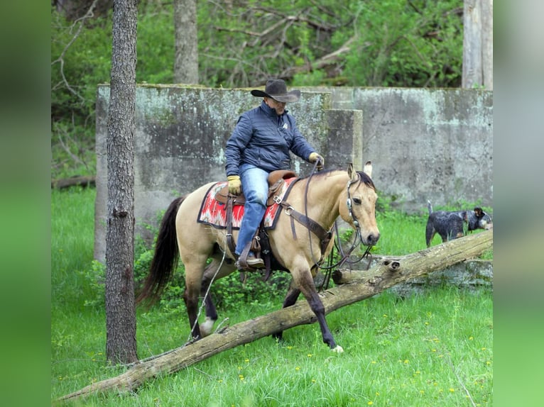 Caballo cuarto de milla Caballo castrado 12 años Buckskin/Bayo in Bernard