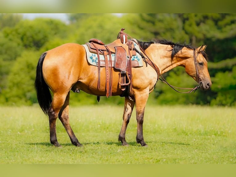 Caballo cuarto de milla Caballo castrado 12 años Buckskin/Bayo in Clarion