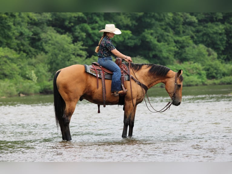 Caballo cuarto de milla Caballo castrado 12 años Buckskin/Bayo in Clarion