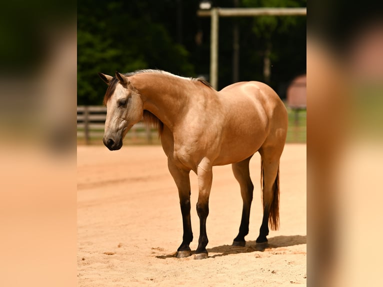 Caballo cuarto de milla Caballo castrado 12 años Buckskin/Bayo in Rougemont