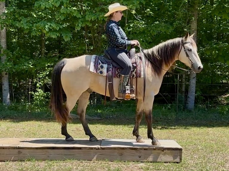 Caballo cuarto de milla Caballo castrado 12 años Buckskin/Bayo in Rougemont