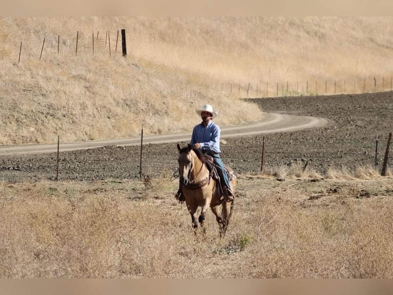 Caballo cuarto de milla Caballo castrado 12 años Buckskin/Bayo in Tres Pinos
