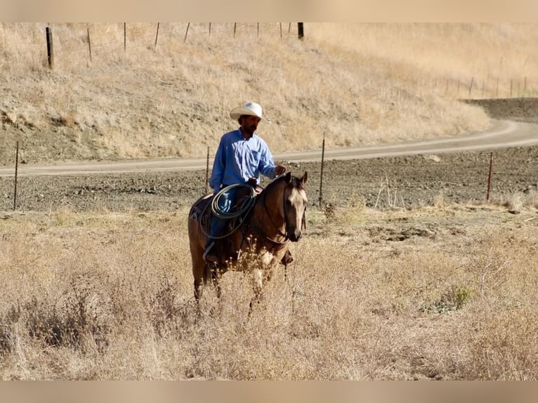 Caballo cuarto de milla Caballo castrado 12 años Buckskin/Bayo in Tres Pinos