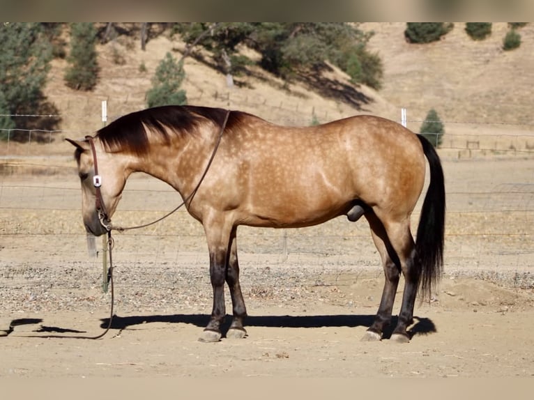 Caballo cuarto de milla Caballo castrado 12 años Buckskin/Bayo in Tres Pinos