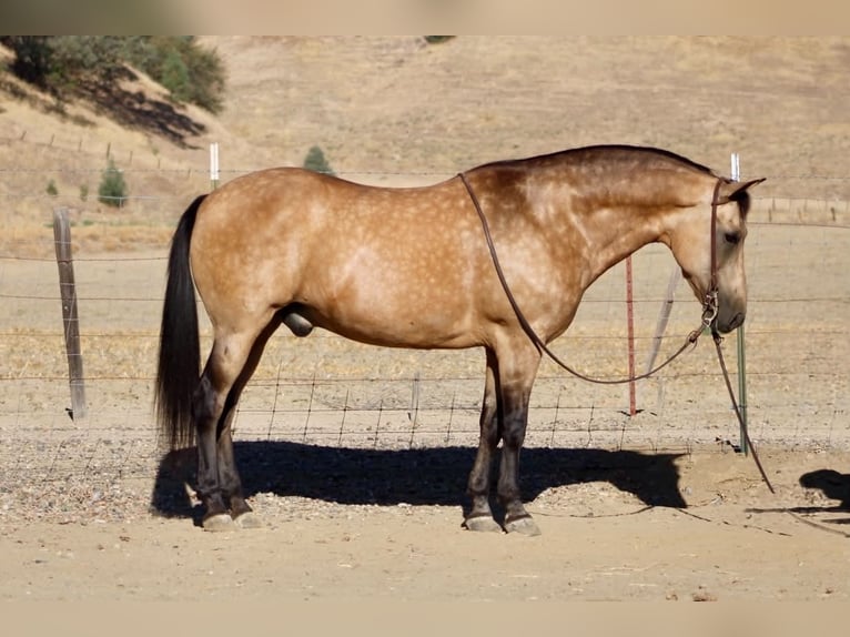 Caballo cuarto de milla Caballo castrado 12 años Buckskin/Bayo in Tres Pinos