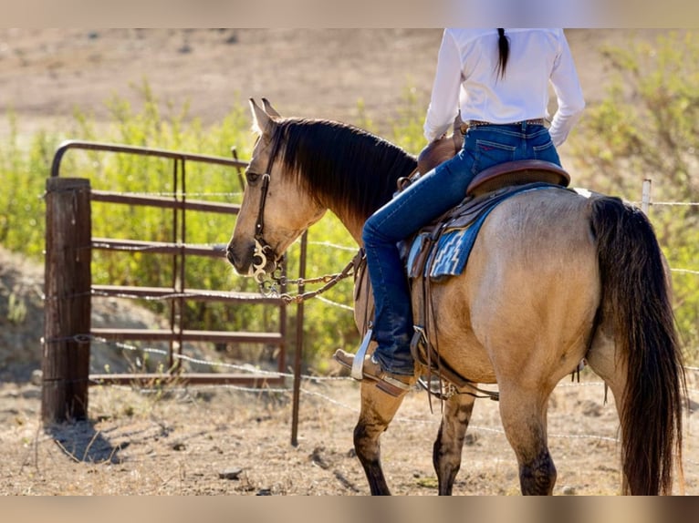 Caballo cuarto de milla Caballo castrado 12 años Buckskin/Bayo in Ventura