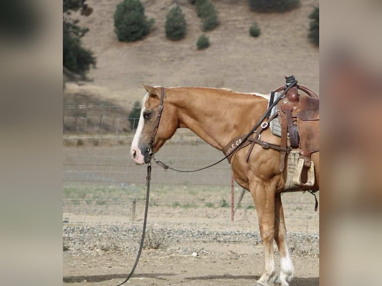 Caballo cuarto de milla Caballo castrado 12 años Palomino in Paicines, ca