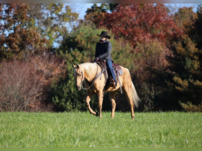 Caballo cuarto de milla Caballo castrado 12 años Palomino in Clarion