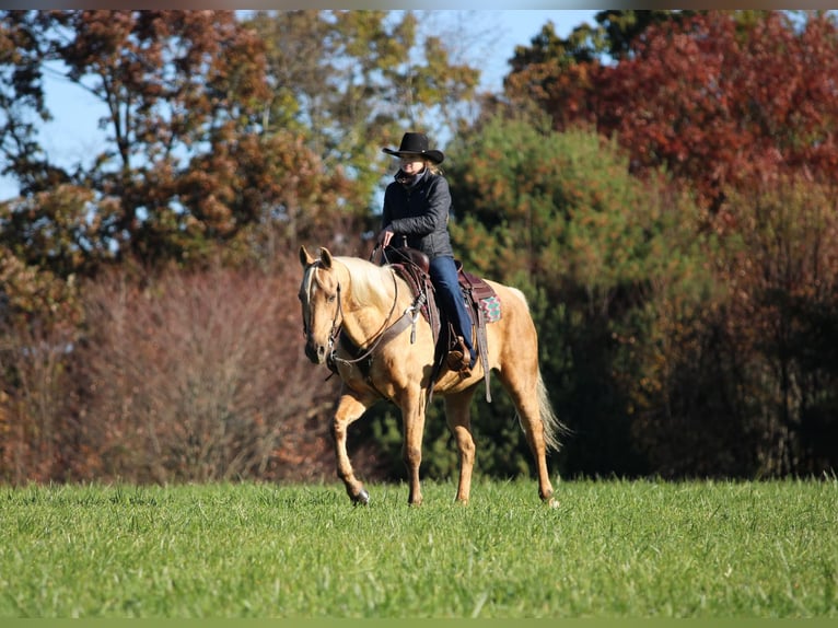 Caballo cuarto de milla Caballo castrado 12 años Palomino in Clarion