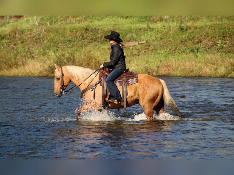 Caballo cuarto de milla Caballo castrado 12 años Palomino in Clarion
