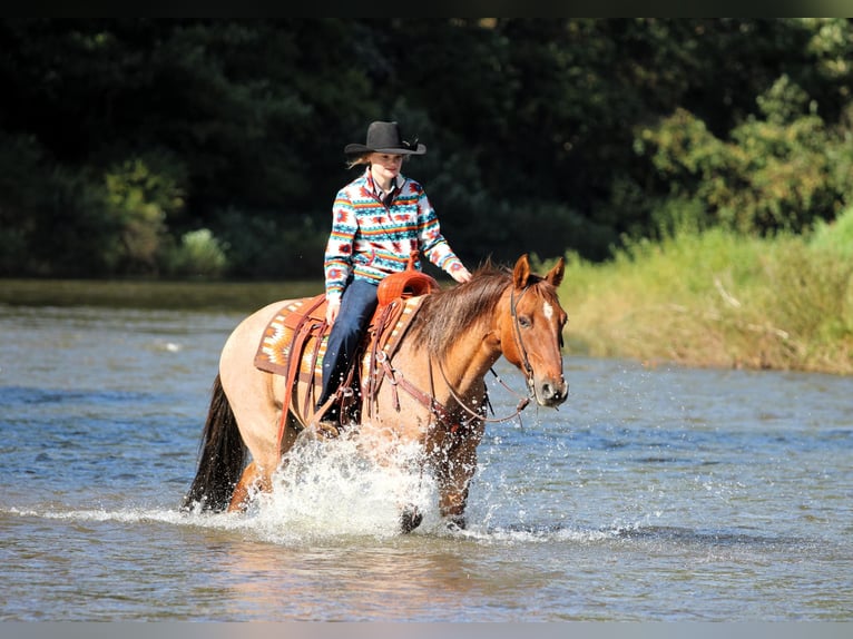 Caballo cuarto de milla Caballo castrado 12 años Red Dun/Cervuno in Clarion