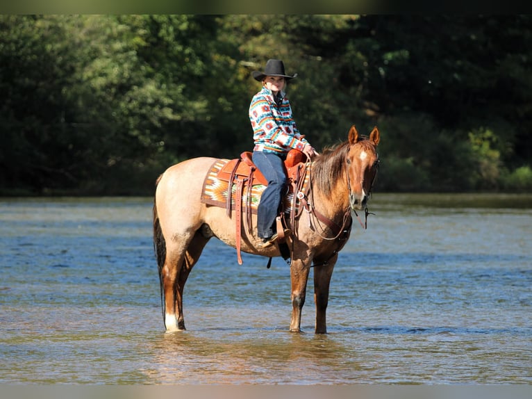 Caballo cuarto de milla Caballo castrado 12 años Red Dun/Cervuno in Clarion
