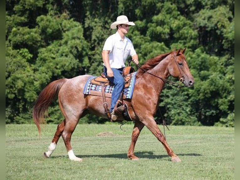 Caballo cuarto de milla Caballo castrado 12 años Ruano alazán in Mount Vernon, KY