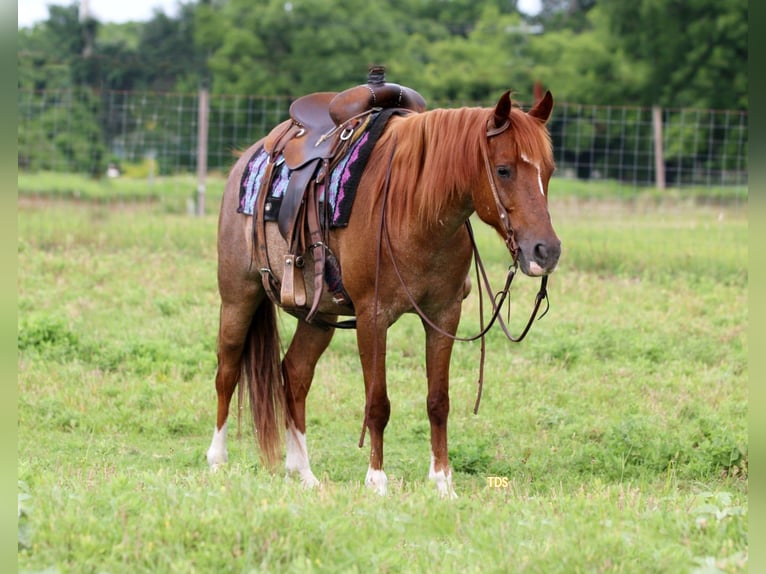 Caballo cuarto de milla Caballo castrado 12 años Ruano alazán in Stephenville TX