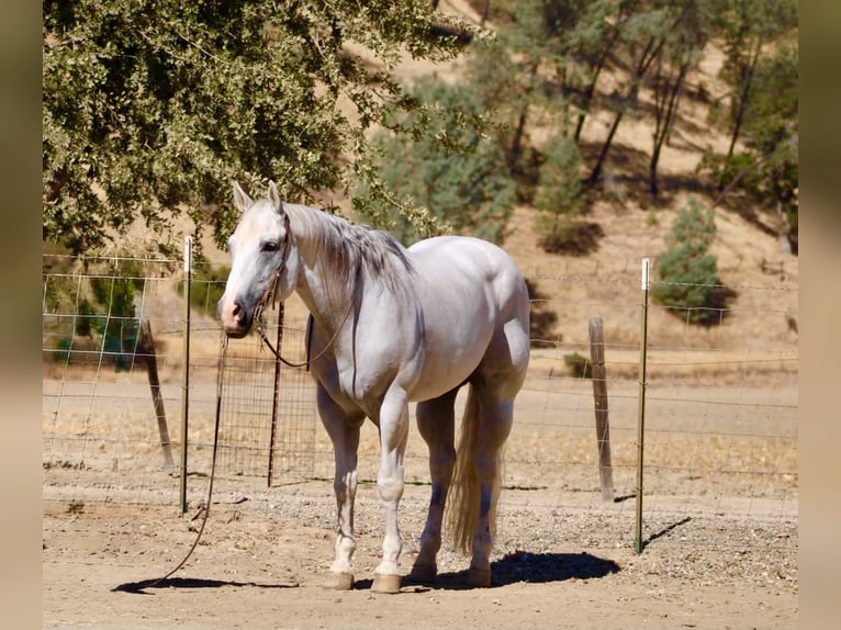 Caballo cuarto de milla Caballo castrado 12 años Tordo in Tres Pinos
