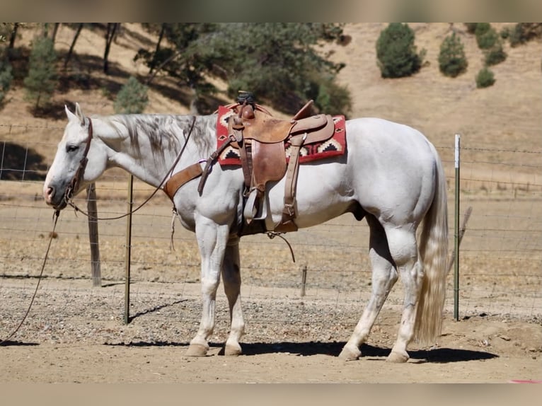 Caballo cuarto de milla Caballo castrado 12 años Tordo in Tres Pinos