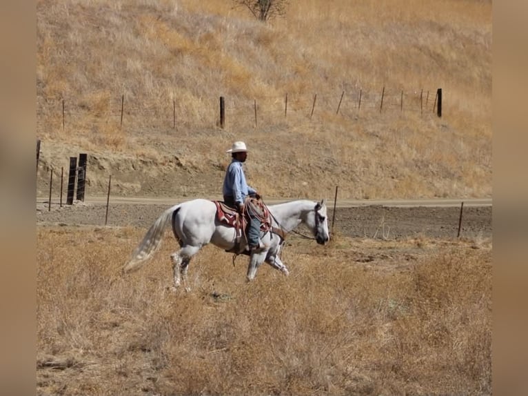 Caballo cuarto de milla Caballo castrado 12 años Tordo in Tres Pinos