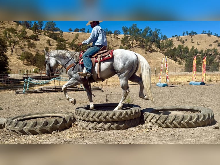 Caballo cuarto de milla Caballo castrado 12 años Tordo in Tres Pinos