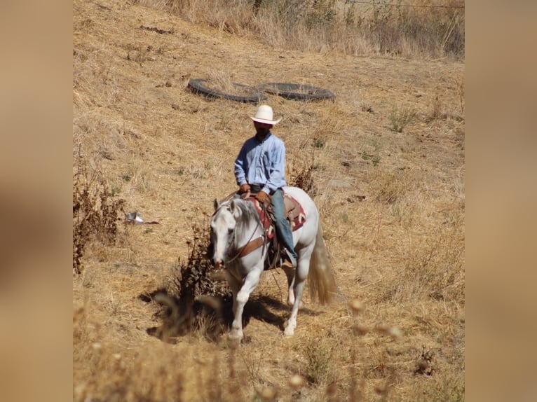 Caballo cuarto de milla Caballo castrado 12 años Tordo in Tres Pinos