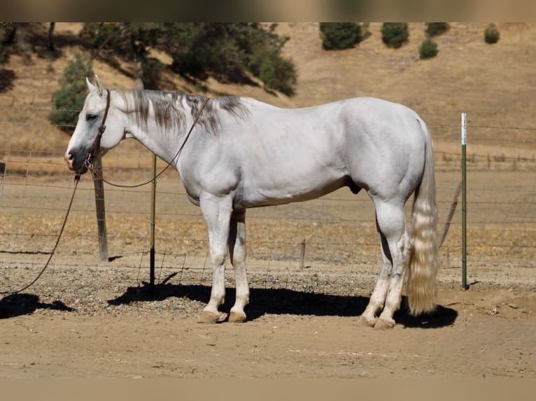 Caballo cuarto de milla Caballo castrado 12 años Tordo in Tres Pinos