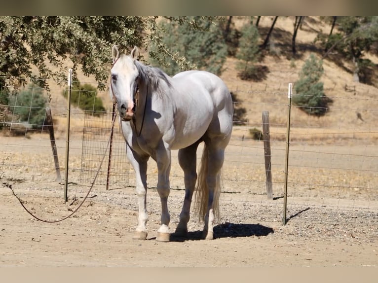 Caballo cuarto de milla Caballo castrado 12 años Tordo in Tres Pinos
