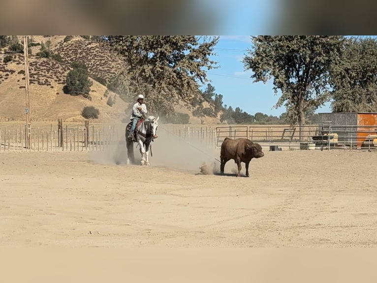 Caballo cuarto de milla Caballo castrado 12 años Tordo in Tres Pinos