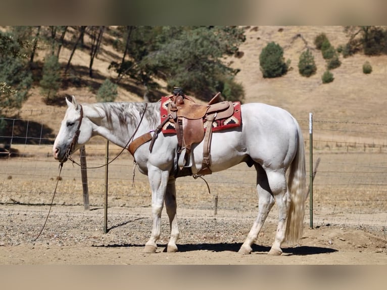 Caballo cuarto de milla Caballo castrado 12 años Tordo in Tres Pinos