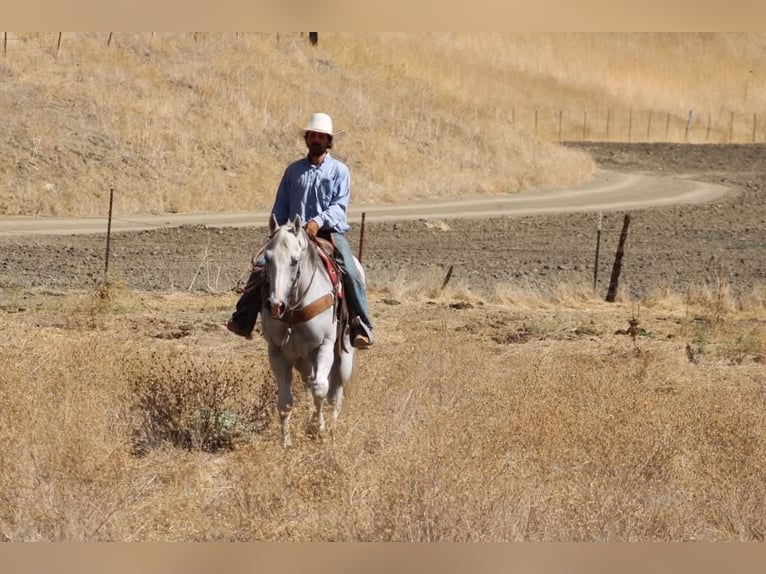 Caballo cuarto de milla Caballo castrado 12 años Tordo in Tres Pinos