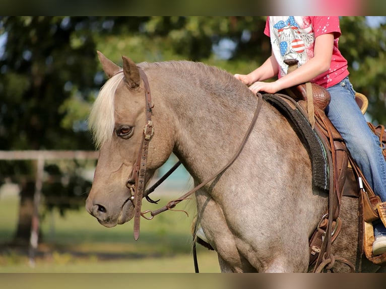 Caballo cuarto de milla Caballo castrado 13 años 119 cm Castaño in Sallisaw OK