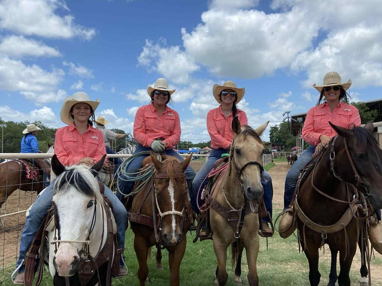 Caballo cuarto de milla Caballo castrado 13 años 132 cm Tobiano-todas las-capas in Canton TX