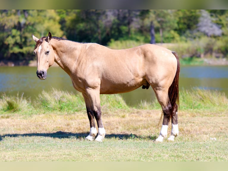 Caballo cuarto de milla Caballo castrado 13 años 140 cm Buckskin/Bayo in Forney Caballo cuarto de milla Caballo castrado 13 años 140 cm Buckskin/Bayo in Forney