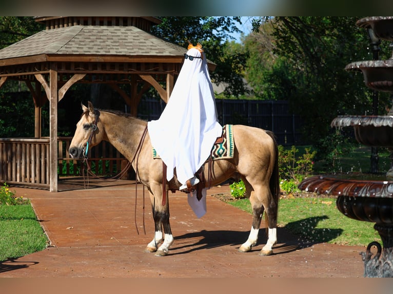 Caballo cuarto de milla Caballo castrado 13 años 140 cm Buckskin/Bayo in Forney Caballo cuarto de milla Caballo castrado 13 años 140 cm Buckskin/Bayo in Forney
