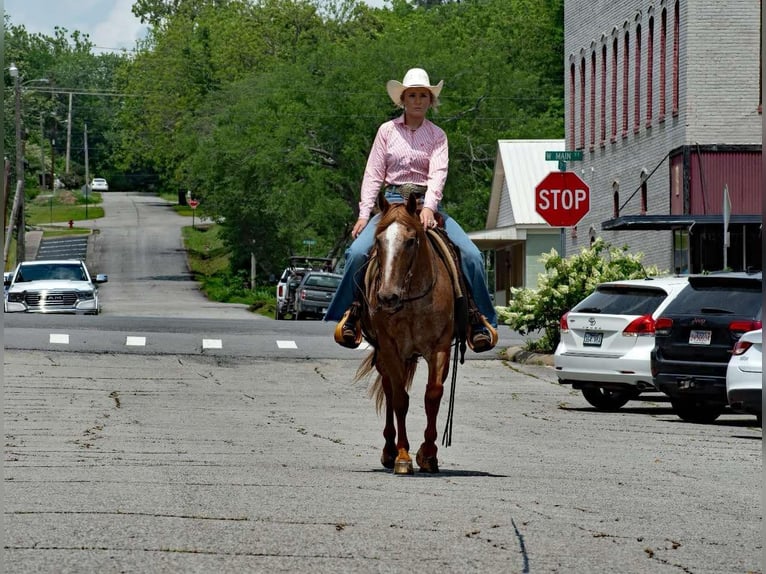 Caballo cuarto de milla Caballo castrado 13 años 140 cm Ruano alazán in Quitman AR