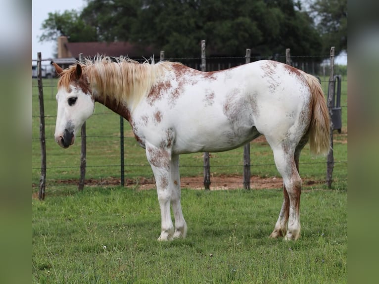 Caballo cuarto de milla Caballo castrado 13 años 142 cm Overo-todas las-capas in Lipan TX