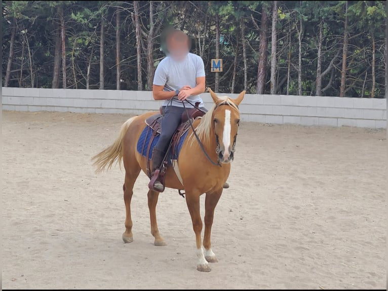 Caballo cuarto de milla Mestizo Caballo castrado 13 años 145 cm Palomino in Moralzarzal
