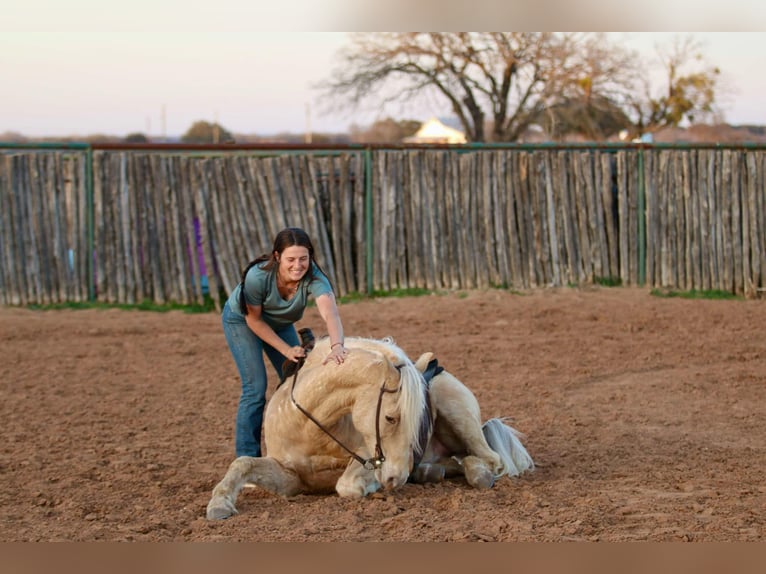 Caballo cuarto de milla Caballo castrado 13 años 145 cm Palomino in Lipan TX