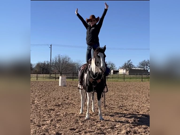 Caballo cuarto de milla Caballo castrado 13 años 145 cm Tobiano-todas las-capas in Weatherford TX