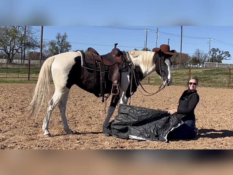 Caballo cuarto de milla Caballo castrado 13 años 145 cm Tobiano-todas las-capas in Weatherford TX