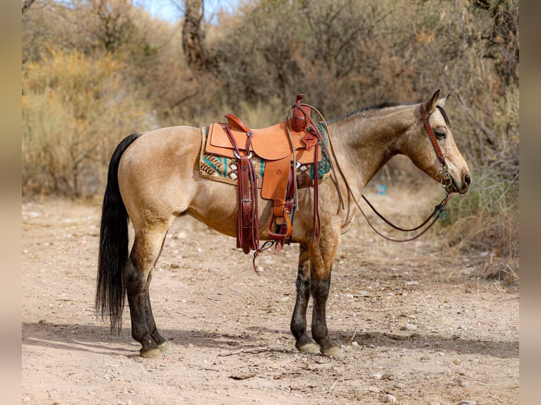 Caballo cuarto de milla Caballo castrado 13 años 147 cm Buckskin/Bayo in Camp Verde