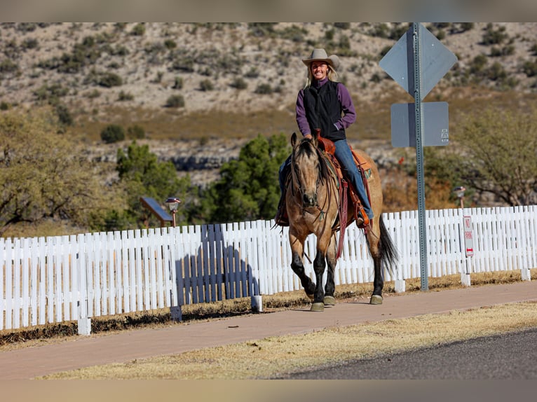 Caballo cuarto de milla Caballo castrado 13 años 147 cm Buckskin/Bayo in Camp Verde