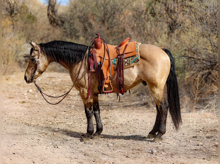 Caballo cuarto de milla Caballo castrado 13 años 147 cm Buckskin/Bayo in Camp Verde