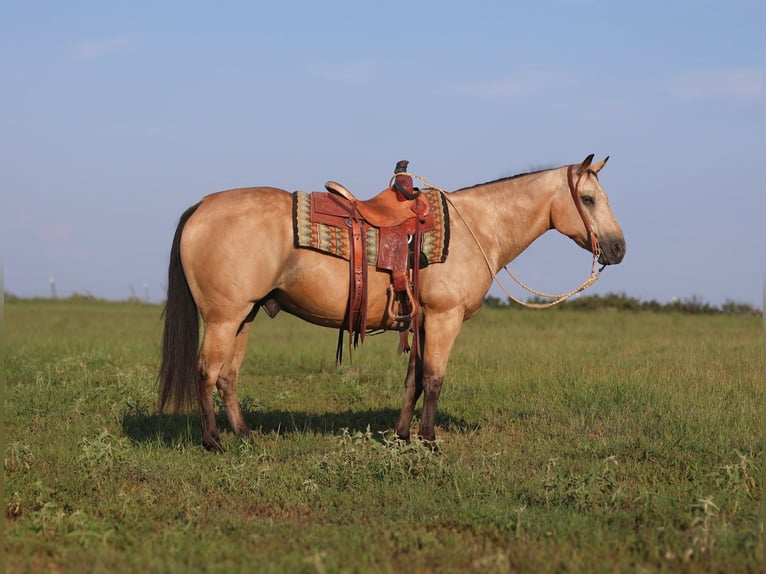 Caballo cuarto de milla Caballo castrado 13 años 147 cm Buckskin/Bayo in Mount Vernon