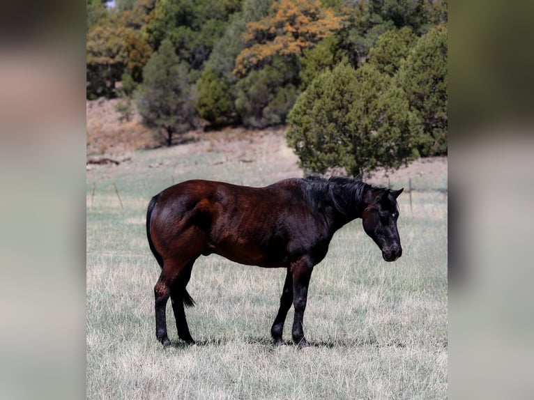 Caballo cuarto de milla Caballo castrado 13 años 147 cm Negro in Camp Verde AZ