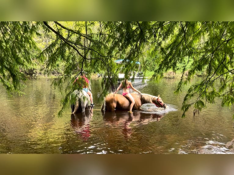 Caballo cuarto de milla Caballo castrado 13 años 147 cm Palomino in Brooksville FL