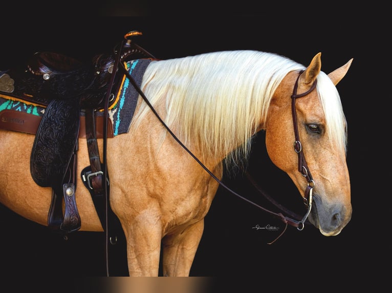 Caballo cuarto de milla Caballo castrado 13 años 147 cm Palomino in Brooksville FL