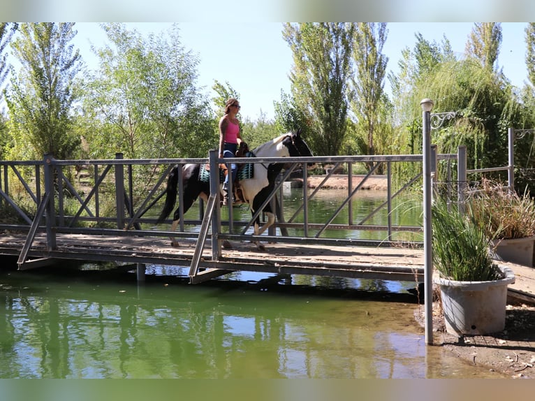 Caballo cuarto de milla Caballo castrado 13 años 147 cm Tobiano-todas las-capas in Pleasant Grove CA