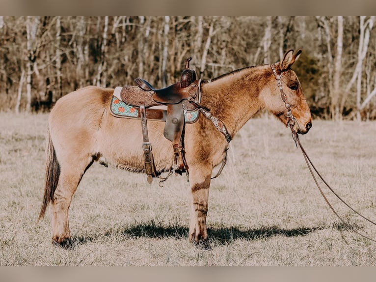 Caballo cuarto de milla Caballo castrado 13 años 150 cm Bayo in Hillsboro Ky